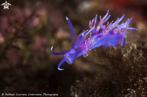 A Flabellina affinis | Flabellina affinis