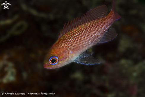 A Anthias anthias | Anthias