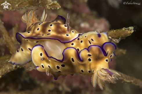 A Hypselodoris tryoni