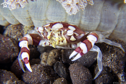 A Arlequin crab