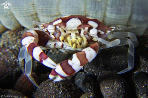 A Harlequin crab