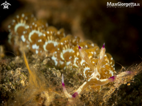 A nudibranch