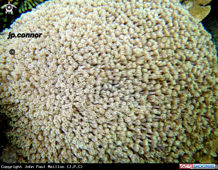 A Corail de goniopore