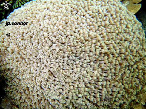 A Corail de goniopore