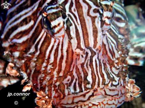 A Lionfish