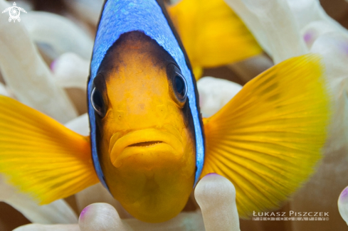 A Red Sea Anemonefish