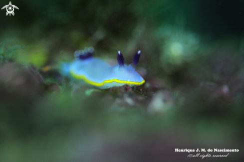 A Nudibranch