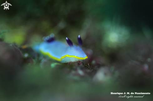 A Nudibranch