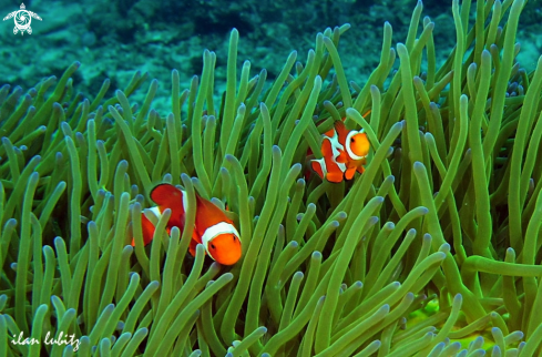 A Sea Anemone and Nemo