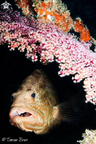 A Epinephelus Tauvina | Greasy Grouper