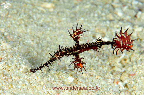 A ghost pipefish