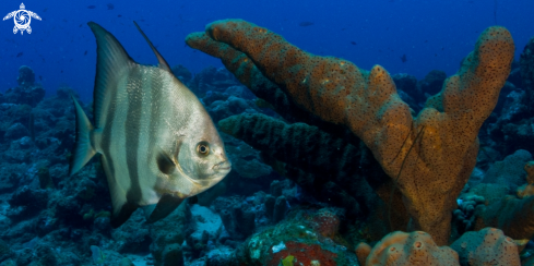 A Chaetodipterus faber | Atlantic spadefish