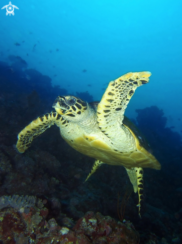 A Hawksbill Sea Turtle