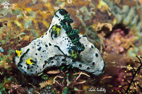 A Nudibranch