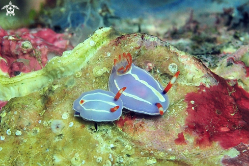 A Nudibranch