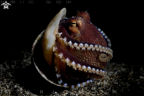 A Coconut Octopus