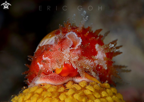 A Ovatipsa Chinensis and eggs | Cowrie