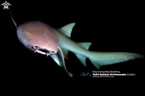 A Tawny Nurse Shark