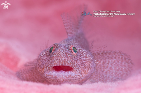 A Biglip Ghostgoby