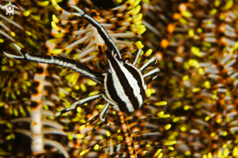 A Crinoid Squat Lobster