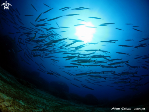 A Sphyraena viridensis | barracuda