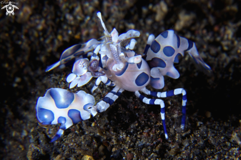 A Anemone Shrimp