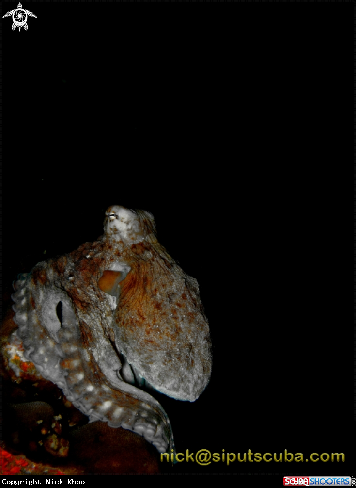 A reef octopus