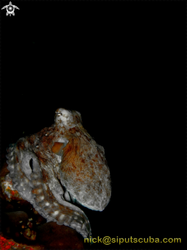 A reef octopus