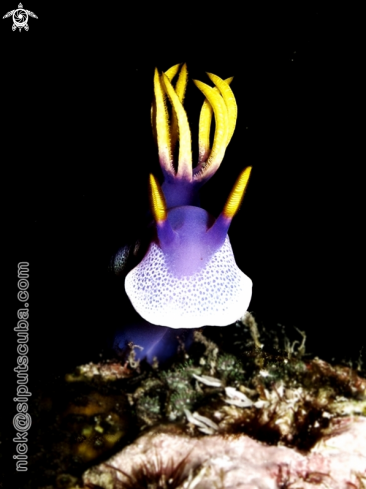 A hypselodoris bullocki