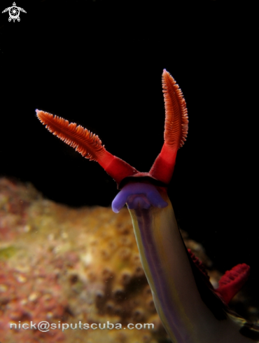 A nudibranch