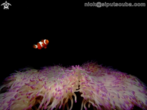 A anemone fish