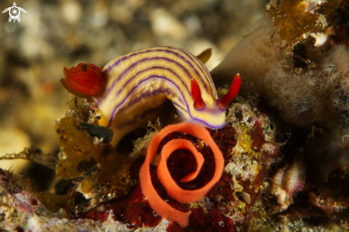 A Hypselodoris whitei | Nudibranch