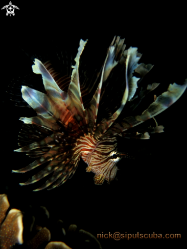 A lionfish