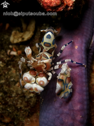 A harlequin shrimp 