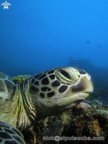 A hawkbill turtle