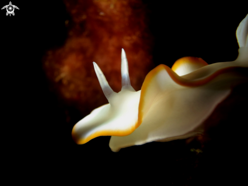 A chromodoris