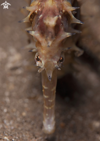 A Thorny Seahorse