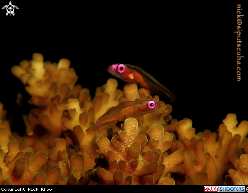 A pink eye goby