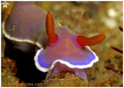 A hypselodoris bullocki