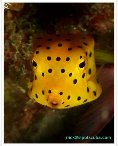 A yellow boxfish