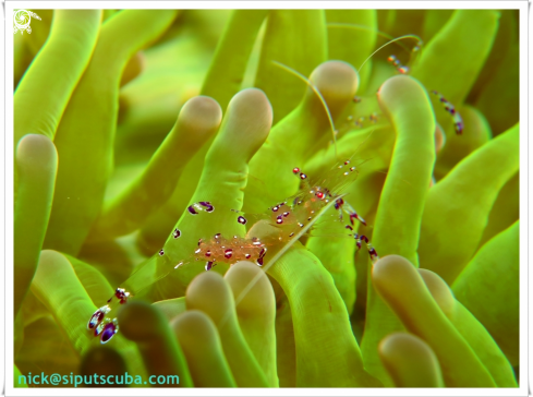 A commensal shrimp