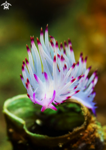 A Rhinopores Flabellina | Rhinopores Flabellina