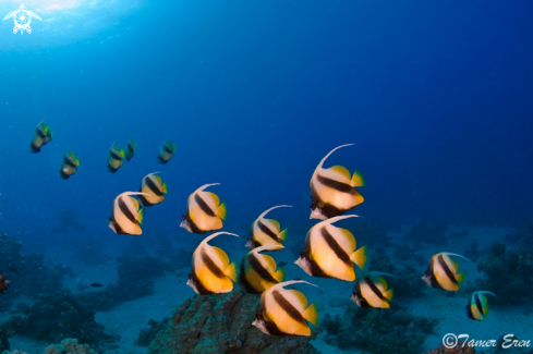 A Heniochus intermedius | Red Sea Bannerfish