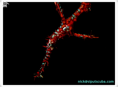 A Solenostomus paradoxus | ornate ghost pipefish