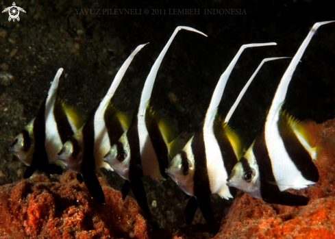 A Long-fin bannerfish (juveniles)