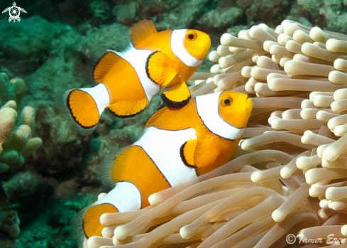 A Clown Anemonefish