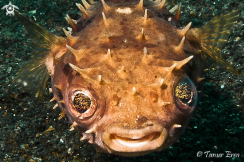 A Cyclicthys Spilostylus | Yellowspotted Burrfish