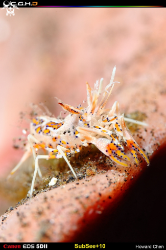 A underwater creature