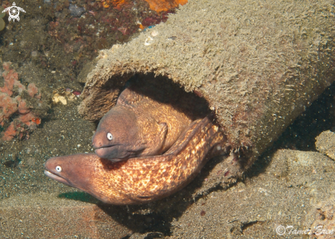 A Little Moray Eels