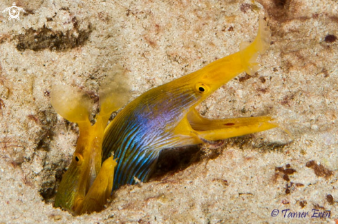 A Rhinomuraena Quaesita | Blue Ribbon Eels